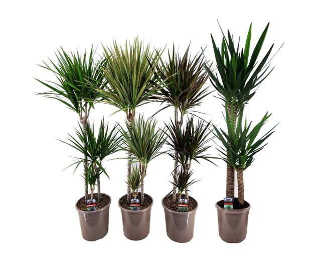 Picture of Speciman foliage mix