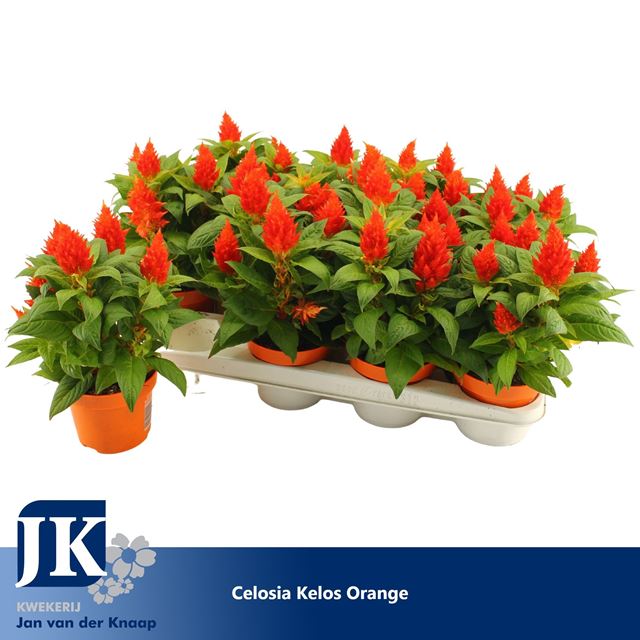 Picture of CELOSIA ARGENTEA KELOS FIRE ORANGE