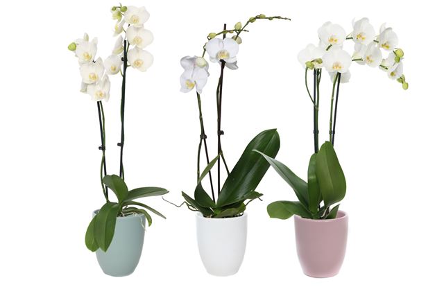 Picture of PHALAENOPSIS 02-STEM WHITE IN PASTEL CERAMIC