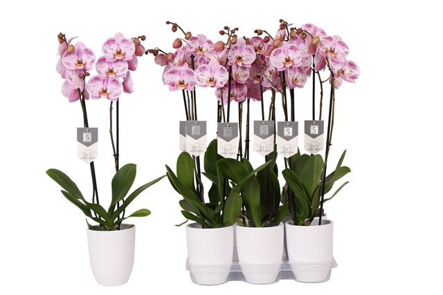 Picture of PHALAENOPSIS 02S-T SPOTTED WORLD IN WHITE CERAMIC