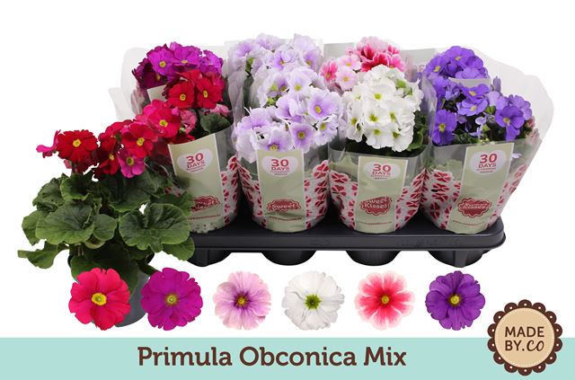 Picture of PRIMULA OBCONICA TOUCH ME MIX