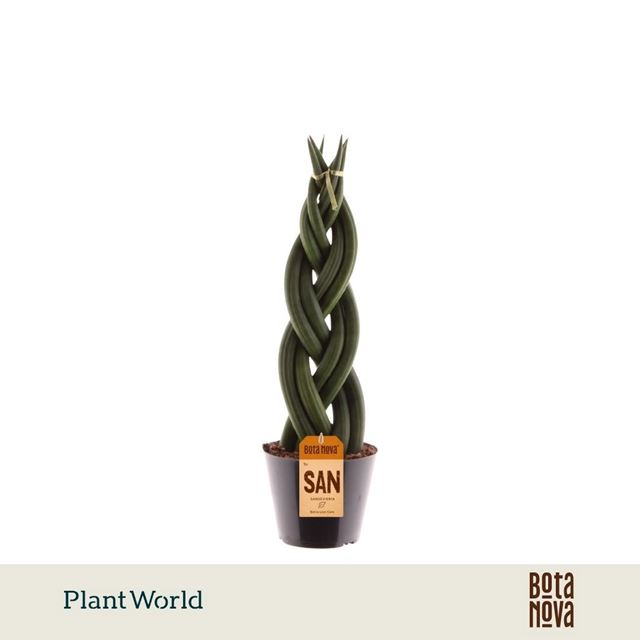 Picture of Sansevieria cylindrica twist