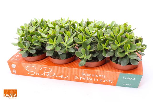 Picture of CRASSULA OVATA MINOVA MAGIC