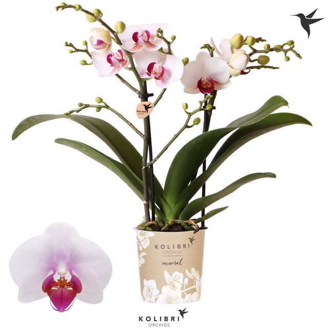 Picture of Phalaenopsis 02-stem kolibri gibraltar