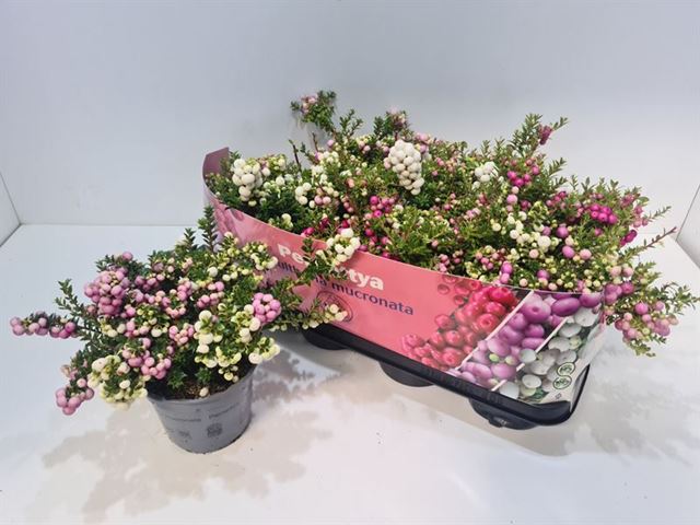 Picture of Gaultheria mucronata (pernettia) duo