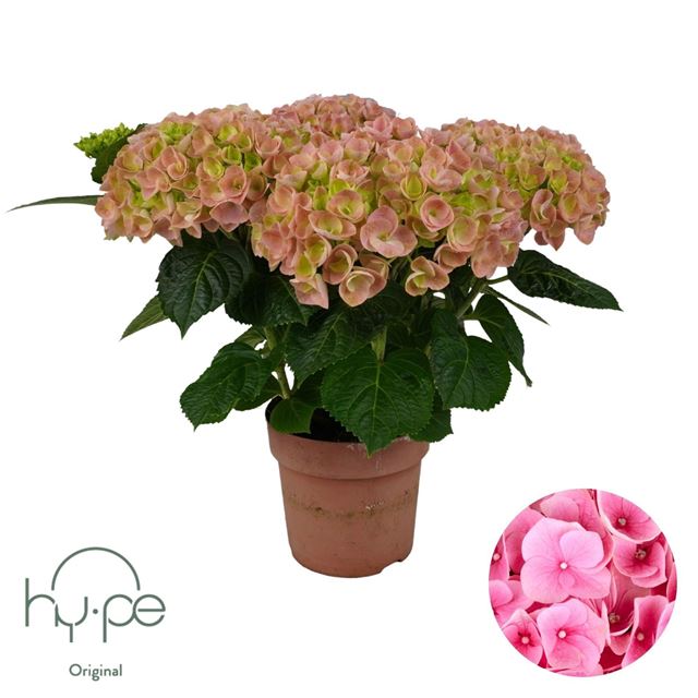 Picture of Hydrangea mophead 05+fl pink