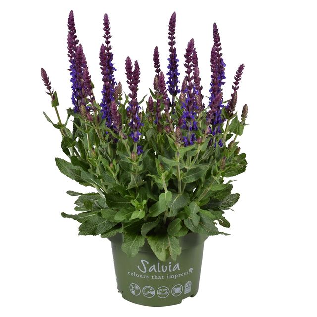 Picture of Salvia nemorosa compact