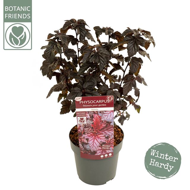 Picture of PHYSOCARPUS OPULIFOLIUS RUBELLA