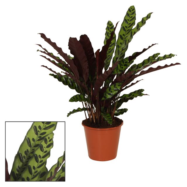 Picture of CALATHEA LANCIFOLIA INSIGNE