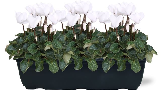 Picture of CYCLAMEN WHITE IN WINDOWBOX