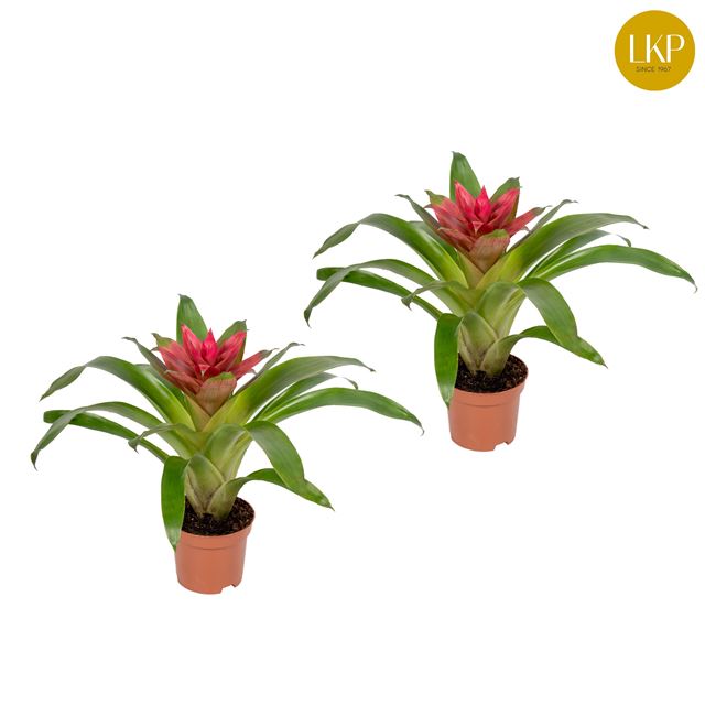 Picture of GUZMANIA ETUDE PINK