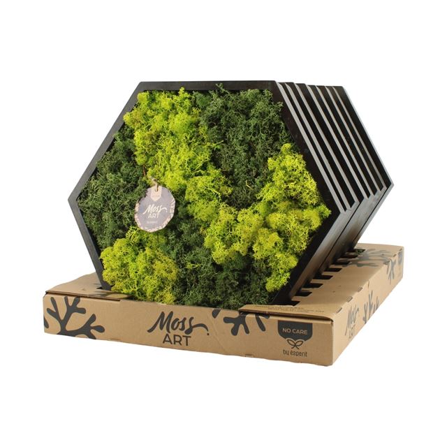 Picture of MOSS ART ARRANGEMENT PENTAGONAL