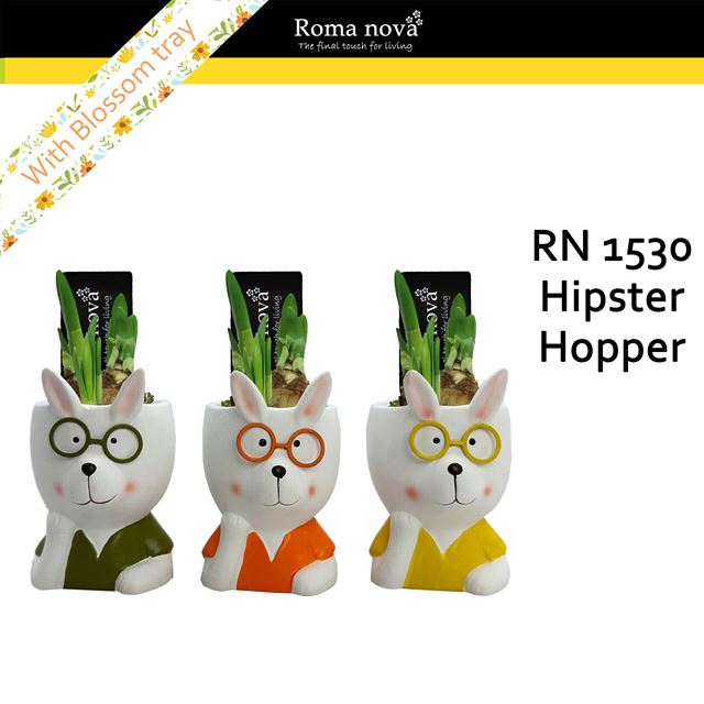 Picture of Narcissus hipster hopper