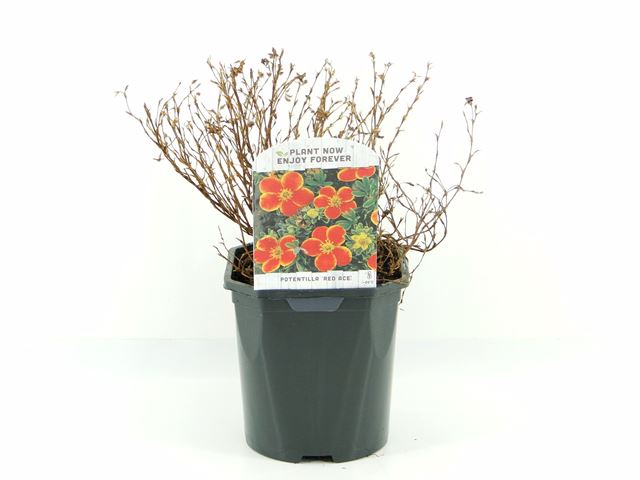 Picture of Potentilla fruticosa red ace