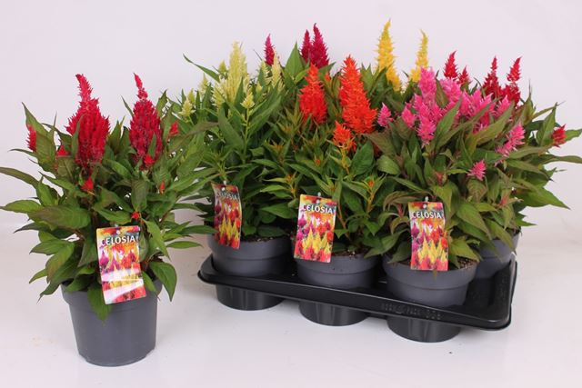 Picture of Celosia kelos fire mix