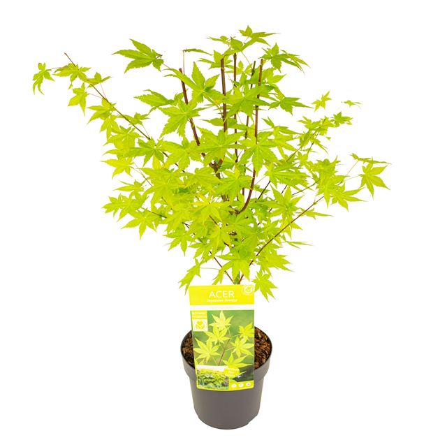 Picture of ACER PALMATUM SUMMER GOLD