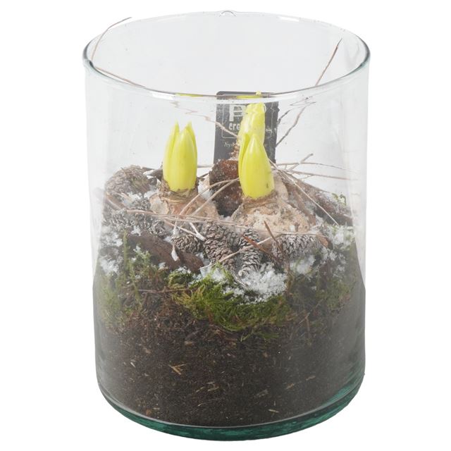 Picture of HYACINTHUS 03BULBS GLASS CLINDER