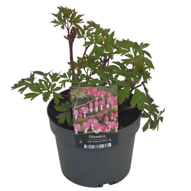 Picture of Dicentra spectabilis pink