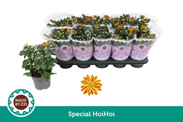 Picture of Chrysanthemum 03pp special hoihoi