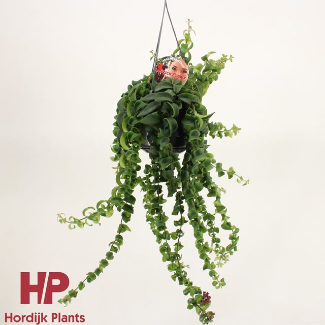 Picture of AESCHYNANTHUS RASTA IN HANGING BASKET