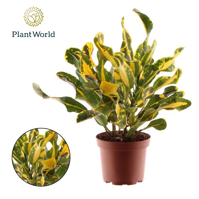 Picture of Codiaeum/croton yellow 3pp