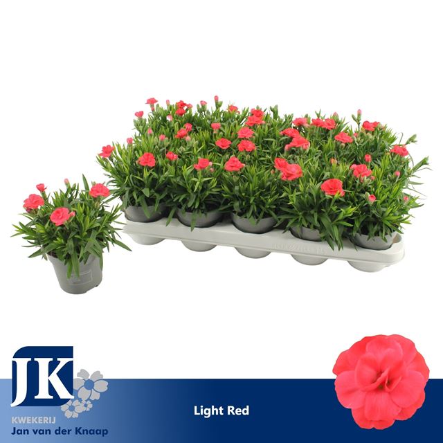 Picture of Dianthus caryophyllus light red