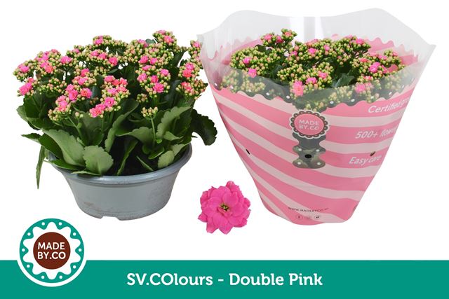 Picture of Kalanchoe double pink bowl
