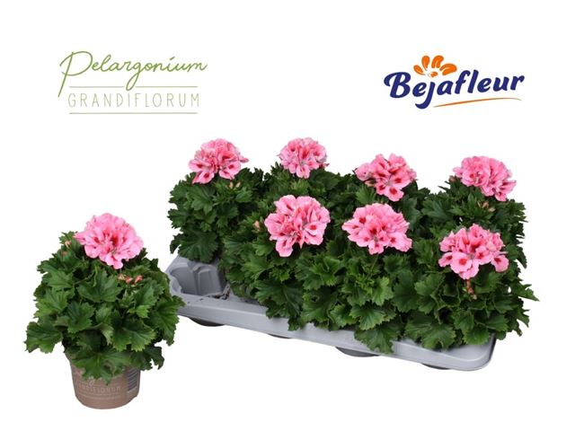 Picture of Pelargonium grandiflorum fenna