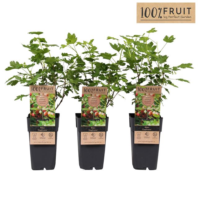 Picture of Ribes uva-crispa captivator