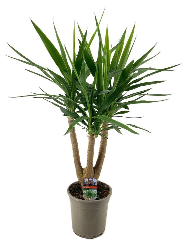Picture of Yucca elephantipes branched