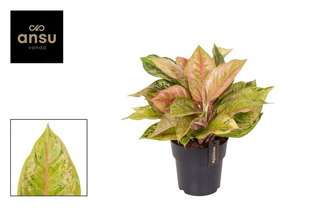 Picture of Aglaonema pastella