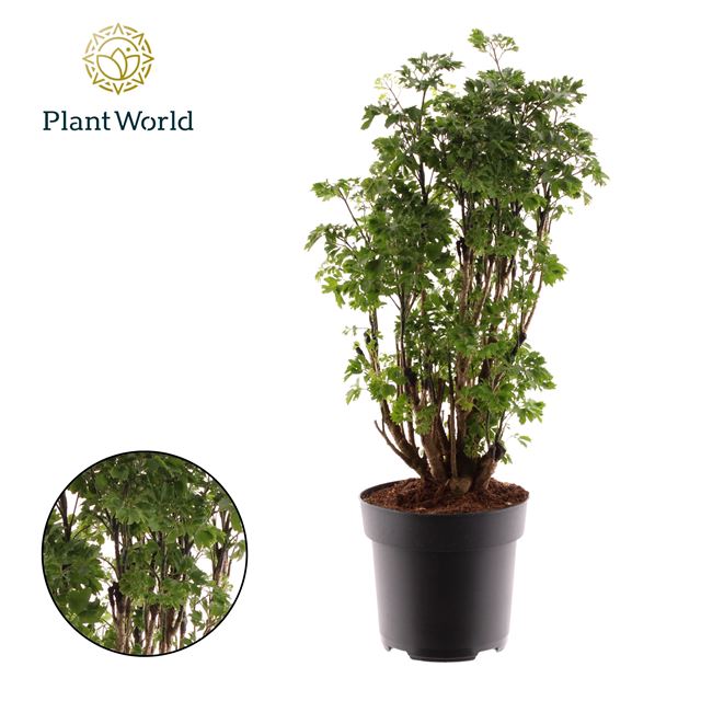 Picture of POLYSCIAS ROBLE BRANCHED