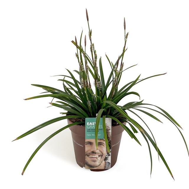 Picture of Carex morrowii irish green