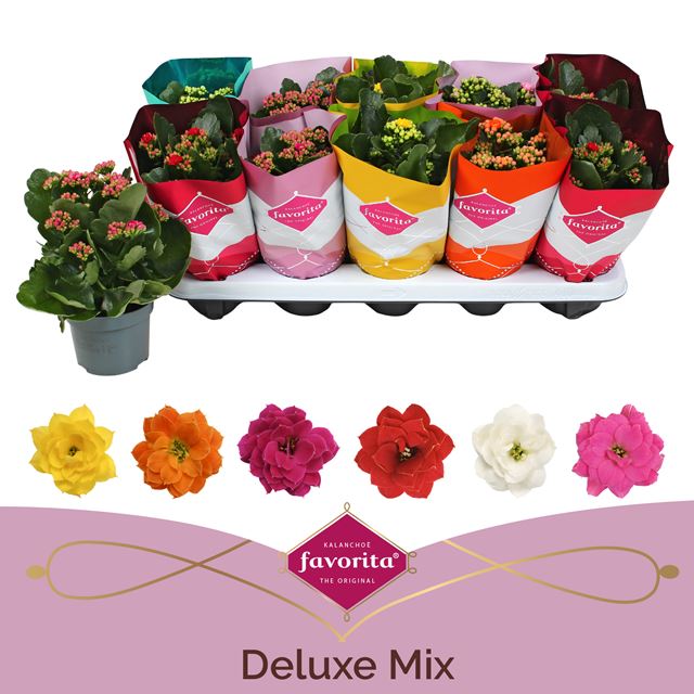 Picture of KALANCHOE BLOSSFELDIANA CALANDIVA MIX