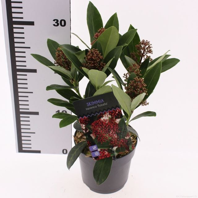 Picture of Skimmia japonica rubella 05+fl