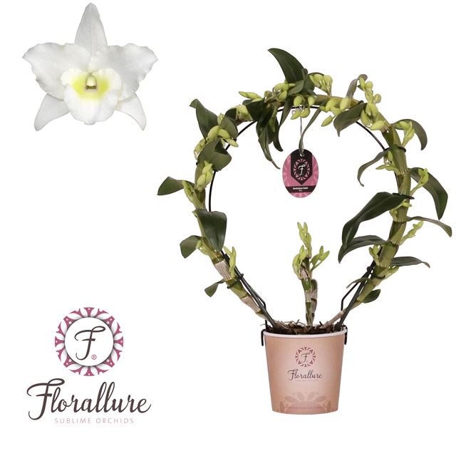 Picture of DENDROBIUM NOBILE 02-STEM WHITE HOOP