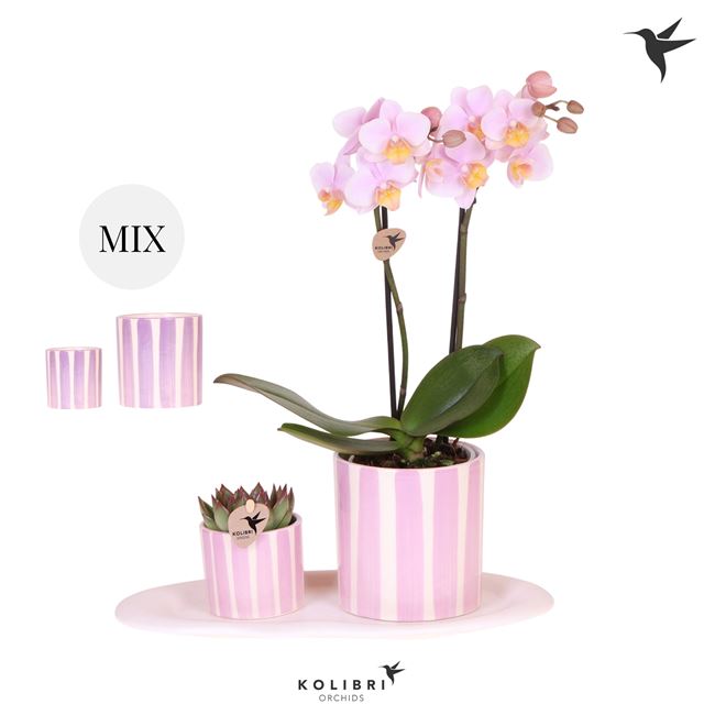 Picture of Phalaenopsis Arrangement Gift Set Pink Purple