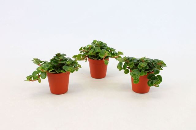 Picture of Sedum tornado