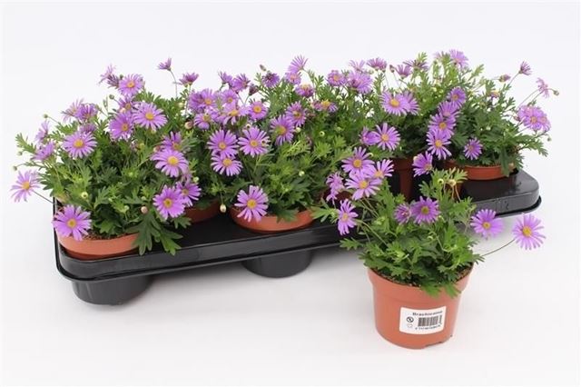 Picture of Brachicome brasco