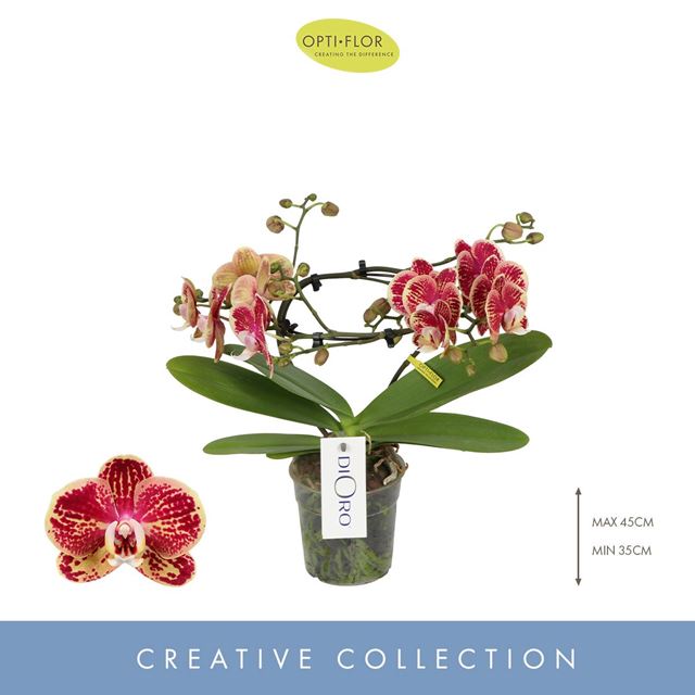 Picture of PHALAENOPSIS 02-STEM DIORO MAGNIFIQUE 