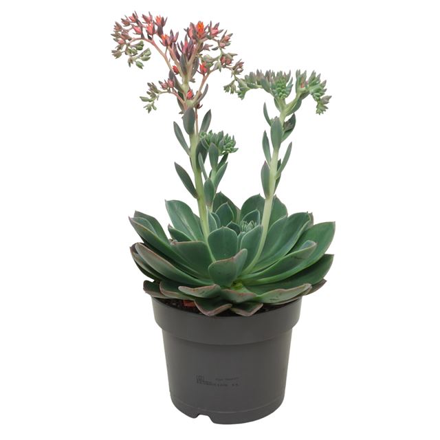 Picture of Echeveria blue prince