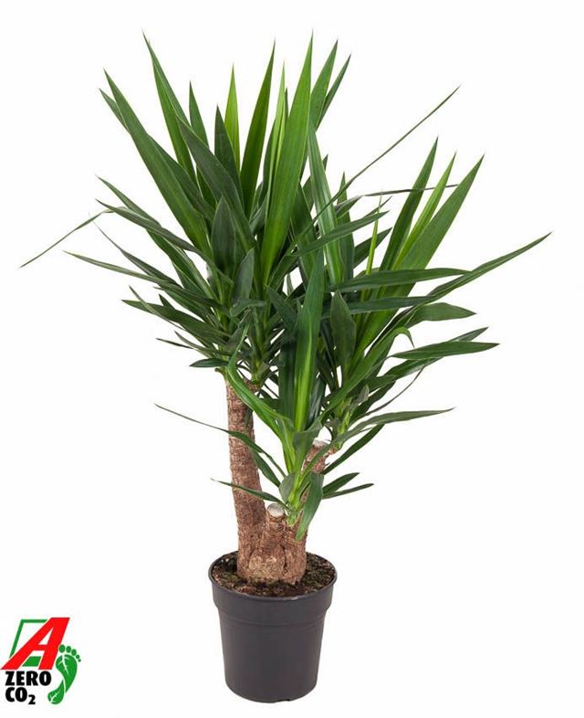 Picture of Yucca elephantipes branched