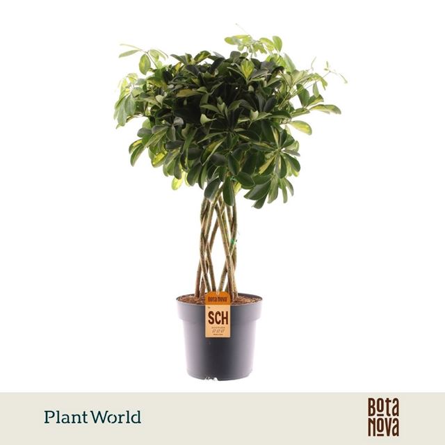 Picture of Schefflera arboricola gold capella cone