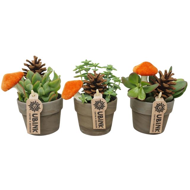 Picture of Crassula mix in gray terracotta