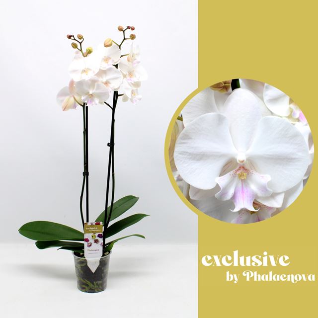 Picture of PHALAENOPSIS 02-STEM MINDORO