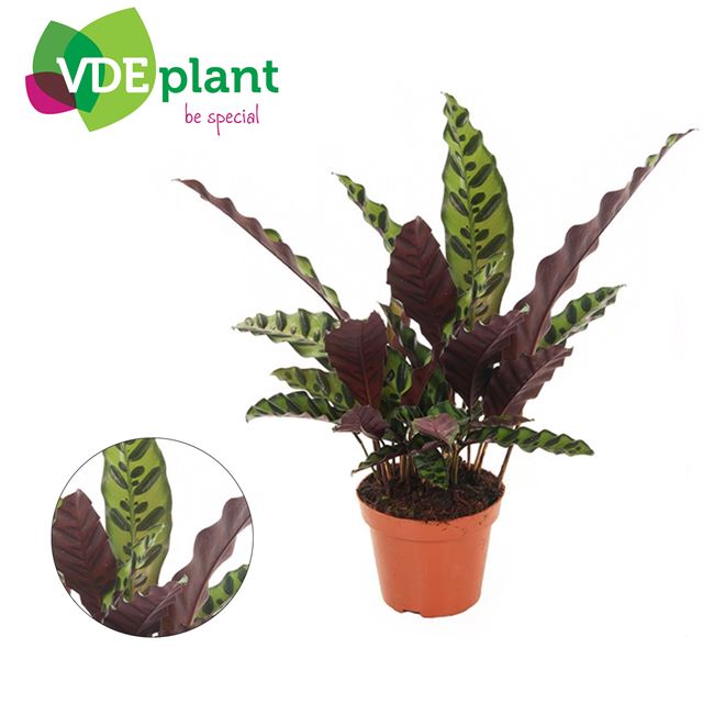 Picture of Calathea insignis
