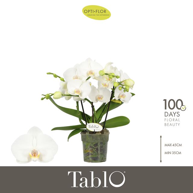 Picture of Phalaenopsis 03-stem tablo champagne