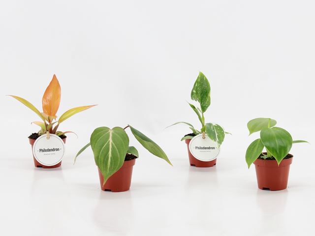 Picture of Philodendron mix