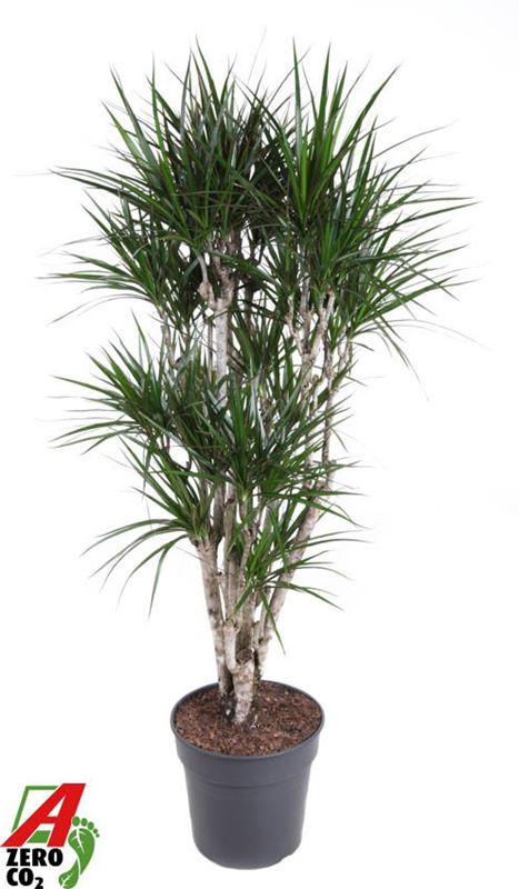 Picture of Dracaena marginata branched