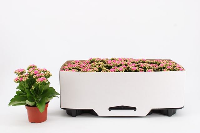 Picture of Kalanchoe double pink